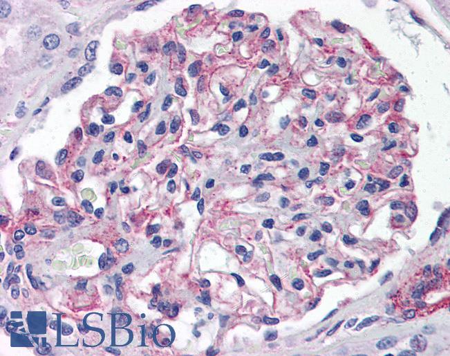 Anti-5HT1E Receptor antibody LS-A2739 IHC of human kidney. Immunohistochemistry of formalin-fixed, paraffin-embedded tissue after heat-induced antigen retrieval.