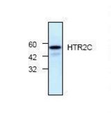 Western blot of HTR2C / 5-HT2C antibody LS-C48625.