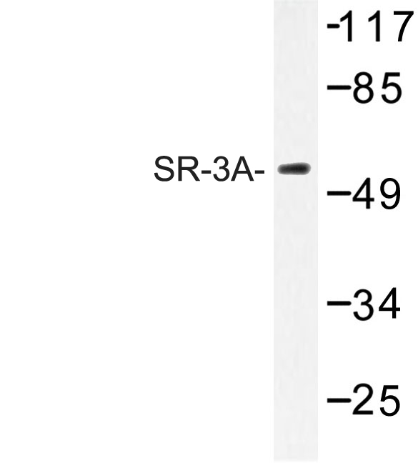 Western blot of SR-3A (W190) pAb pAb in extracts from HT-29 cells.