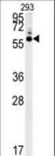 HTR3C Antibody western blot of 293 cell line lysates (35 ug/lane). The HTR3C antibody detected the HTR3C protein (arrow).