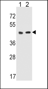 HTR4 Antibody western blot of MDA-MB453(lane 1) cell line and mouse liver(lane 2) tissue lysates (35 ug/lane). The HTR4 antibody detected the HTR4 protein (arrow).