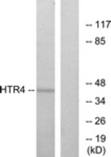 Western blot of extracts from NIH-3T3 cells, using HTR4 Antibody. The lane on the right is treated with the synthesized peptide.