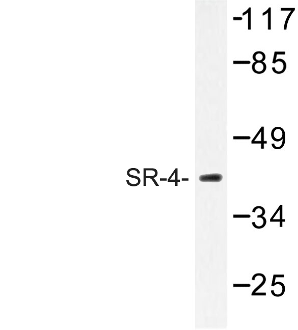 Western blot of SR-4 (N180) pAb in extracts from NIH-3T3 cells.