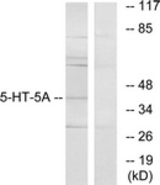 Western blot of extracts from HeLa cells, using 5-HT-5A Antibody. The lane on the right is treated with the synthesized peptide.