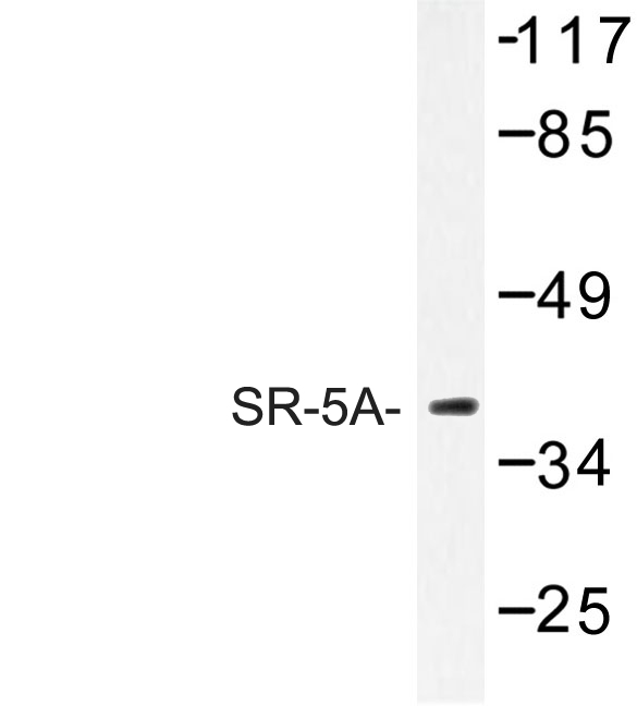 Western blot of SR-5A (P241) pAb in extracts from HeLa cells.