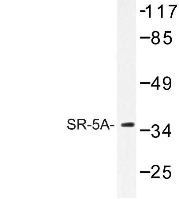 Western blot of SR-5A (L35) pAb in extracts from Jurkat cells.