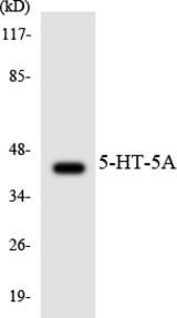 Western blot of the lysates from COLO205 cells using 5-HT-5A antibody.
