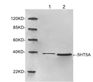 Western blot of lysates using 1 ug/ml Rabbit Anti-5HT5A Polyclonal Antibody. Lane 1: HeLa cell lysate. Lane 2: Mouse brain tissue lysate. The signal was developed with IRDye 800 Conjugated Goat Anti-Rabbit IgG.
