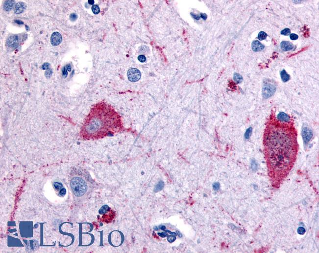 Anti-5HT5A Receptor antibody LS-A2118 IHC of human brain, cortex. Immunohistochemistry of formalin-fixed, paraffin-embedded tissue after heat-induced antigen retrieval.