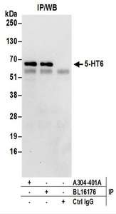 Detection of Human 5-HT6 by Western Blot of Immunoprecipitates. Samples: Whole cell lysate (0.5 or 1.0 mg per IP reaction; 20% of IP loaded) prepared using RIPA buffer from Jurkat cells. Antibodies: Affinity purified rabbit anti-5-HT6 antibody used for IP at 6 ug per reaction. 5-HT6 was also immunoprecipitated by rabbit anti-5-HT6 antibody BL16176. For blotting immunoprecipitated 5-HT6, was used at 1 ug/ml. Detection: Chemiluminescence with an exposure time of 30 seconds.