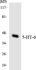 Western blot of the lysates from COLO205 cells using 5-HT-6 antibody.