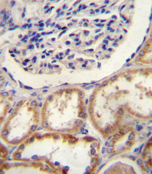 HtrA1 Antibody immunohistochemistry of formalin-fixed and paraffin-embedded human kidney tissue followed by peroxidase-conjugated secondary antibody and DAB staining.