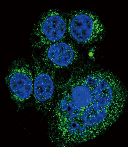 Confocal immunofluorescent of HtrA1 Antibody with HeLa cell followed by Alexa Fluor 488-conjugated goat anti-rabbit lgG (green). DAPI was used to stain the cell nuclear (blue).