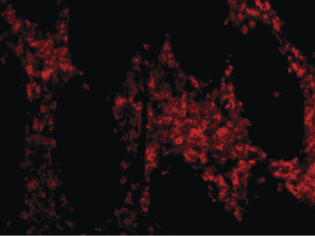 Immunofluorescence of OMI in human colon tissue with OMI antibody at 20 ug/ml.