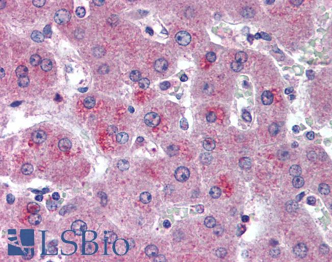 Anti-HTRA3 antibody IHC of human liver. Immunohistochemistry of formalin-fixed, paraffin-embedded tissue after heat-induced antigen retrieval. Antibody LS-B2043 concentration 10 ug/ml.