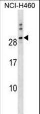 TTYH1 Antibody western blot of NCI-H460 cell line lysates (35 ug/lane). The TTYH1 antibody detected the TTYH1 protein (arrow).