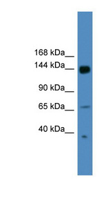 UPF2 antibody LS-C116856 Western blot of HepG2 cell lysate.
