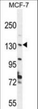 UPF2 Antibody western blot of MCF-7 cell line lysates (35 ug/lane). The UPF2 antibody detected the UPF2 protein (arrow).