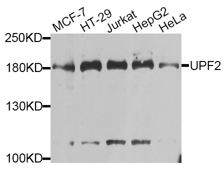 Western blot blot of extracts of various cell lines, using UPF2 antibody.