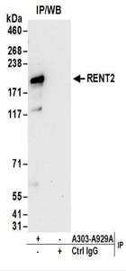 Detection of Human RENT2 by Western Blot of Immunoprecipitates. Samples: Whole cell lysate (1 mg for IP; 20% of IP loaded) from 293T cells. Antibodies: Affinity purified rabbit anti-RENT2 antibody used for IP at 6 ug/mg lysate. For blotting immunoprecipitated RENT2, was used at 1 ug/ml. Detection: Chemiluminescence with an exposure time of 30 seconds.