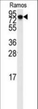 Western blot of anti-DLG7 Antibody in Ramos cell line lysates (35 ug/lane). DLG7(arrow) was detected using the purified antibody.