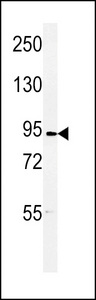 Western blot of DLG7 Antibody in 293 cell line lysates (35 ug/lane). DLG7 (arrow) was detected using the purified antibody.