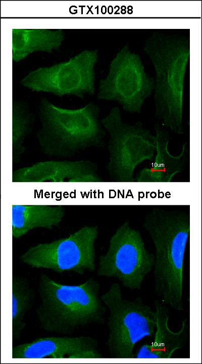 Immunofluorescence of paraformaldehyde-fixed HeLa using GOLGA3 antibody at 1:200 dilution.