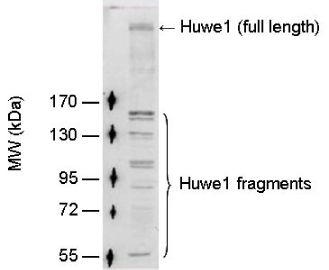 Detection of full length Huwe1 (~482kDa) and its degradation fragments in mouse testis lysate (50ug) by Western blotting using PW0950 at 1:100 dilution.