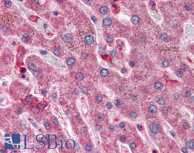 Anti-HYAL1 antibody IHC of human liver. Immunohistochemistry of formalin-fixed, paraffin-embedded tissue after heat-induced antigen retrieval. Antibody LS-B2612 concentration 5 ug/ml.