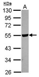 Sample (30 ug of whole cell lysate) A: 293T 10% SDS PAGE HYAL2 antibody diluted at 1:1000
