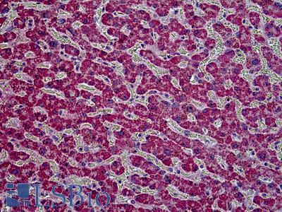 Anti-HYAL2 antibody IHC of human kidney. Immunohistochemistry of formalin-fixed, paraffin-embedded tissue after heat-induced antigen retrieval. Antibody LS-B5114 concentration 3.75 ug/ml.