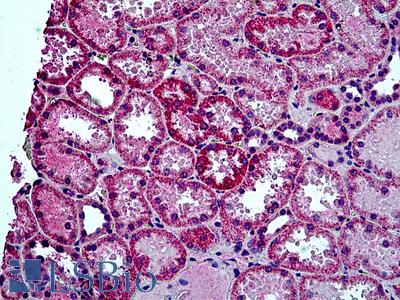 Anti-HYAL2 antibody IHC of human kidney. Immunohistochemistry of formalin-fixed, paraffin-embedded tissue after heat-induced antigen retrieval. Antibody LS-B5114 concentration 3.75 ug/ml.