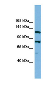 HYOU1 / ORP150 antibody LS-C116333 Western blot of RPMI-8226 cell lysate.