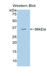 Western blot of recombinant HYOU1 / ORP150.