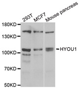 Western blot analysis of extracts of various cell lines, using HYOU1 antibody.