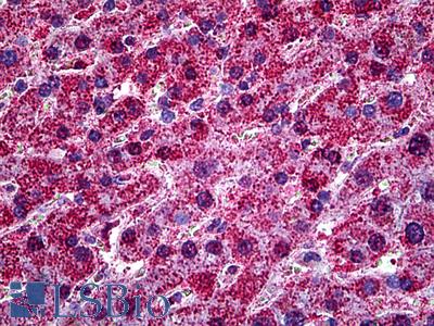 Anti-HYOU1 / ORP150 antibody IHC of human liver. Immunohistochemistry of formalin-fixed, paraffin-embedded tissue after heat-induced antigen retrieval. Antibody LS-B5445 concentration 5 ug/ml.