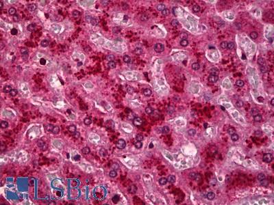 Anti-HYOU1 / ORP150 antibody IHC of human liver. Immunohistochemistry of formalin-fixed, paraffin-embedded tissue after heat-induced antigen retrieval. Antibody LS-B6661 dilution 1:50.