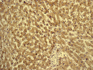 IHC of paraffin-embedded human liver tissue using anti-HYOU1 / ORP150 / ORP150 antibody.