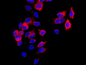 Immunofluorescent staining of MCF-7 cells using anti-HYOU1 / ORP150 / ORP150 antibody.