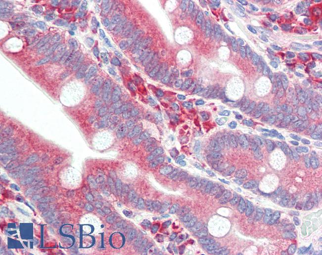 Anti-HYOU1 / ORP150 antibody IHC of human small intestine. Immunohistochemistry of formalin-fixed, paraffin-embedded tissue after heat-induced antigen retrieval. Antibody LS-B3175 concentration 5 ug/ml.