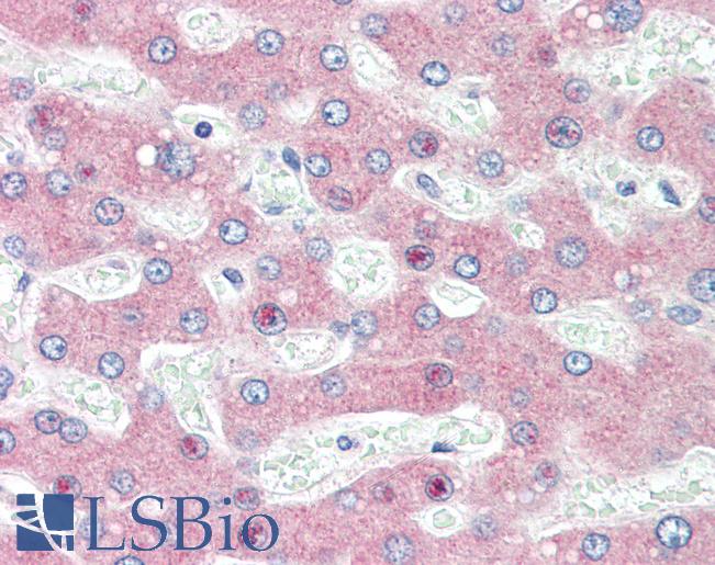 Anti-HYOU1 / ORP150 antibody IHC of human liver. Immunohistochemistry of formalin-fixed, paraffin-embedded tissue after heat-induced antigen retrieval. Antibody LS-B3175 concentration 5 ug/ml.