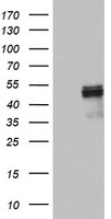HEK293T cells were transfected with the pCMV6-ENTRY control (Left lane) or pCMV6-ENTRY FICD (Right lane) cDNA for 48 hrs and lysed. Equivalent amounts of cell lysates (5 ug per lane) were separated by SDS-PAGE and immunoblotted with anti-FICD.