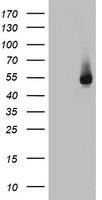 HEK293T cells were transfected with the pCMV6-ENTRY control (Left lane) or pCMV6-ENTRY FICD (Right lane) cDNA for 48 hrs and lysed. Equivalent amounts of cell lysates (5 ug per lane) were separated by SDS-PAGE and immunoblotted with anti-FICD.