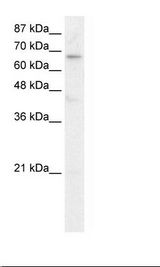 HepG2 Cell Lysate
