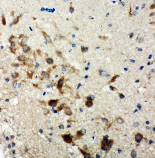 Hamartin / TSC1 antibody. IHC(P): Rat Brain Tissue.