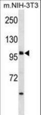 USH1C Antibody western blot of mouse NIH-3T3 cell line lysates (35 ug/lane). The USH1C antibody detected the USH1C protein (arrow).