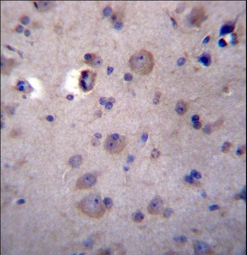 HPSE2 Antibody immunohistochemistry of formalin-fixed and paraffin-embedded human brain tissue followed by peroxidase-conjugated secondary antibody and DAB staining.