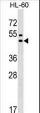 GPR20 Antibody western blot of HL-60 cell line lysates (35 ug/lane). The GPR20 antibody detected the GPR20 protein (arrow).