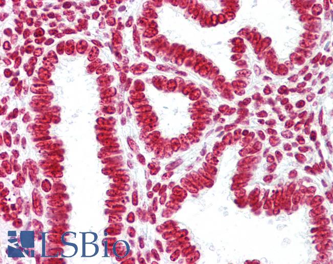 Anti-Histone H3 antibody IHC of human uterus. Immunohistochemistry of formalin-fixed, paraffin-embedded tissue after heat-induced antigen retrieval. Antibody LS-B6895 concentration 10 ug/ml.
