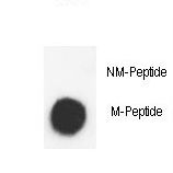 Dot blot of anti-Methyl-K-H3-K9(2Me)-4MAPS antibody on nitrocellulose membrane. 50ng of Methyl-peptide or Non Methyl-peptide per dot were adsorbed. Antibody working concentrations are 0.5ug per ml.